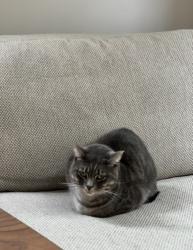Reunited Male Cat last seen Oban St, Oban Lane, South Yarra, VIC 3141