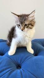 Reunited Female Cat last seen Near Bothell Everett Hwy, Bothell, WA 98012, USA, Bothell, WA 98012