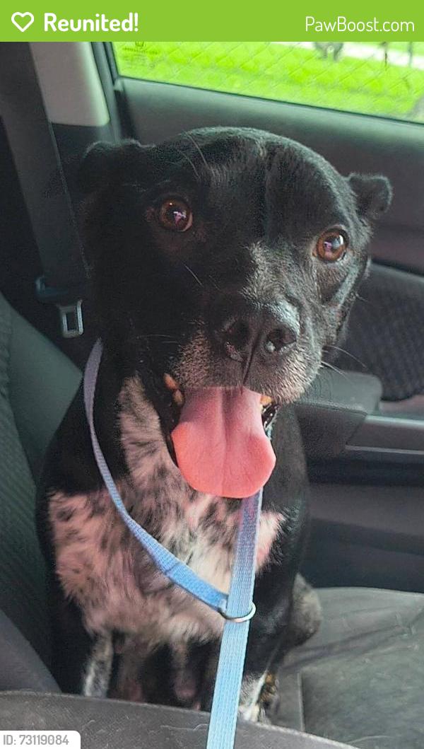 Reunited Female Dog last seen Near S Memorial Dr, Bixby, OK 74008, Bixby, OK 74008
