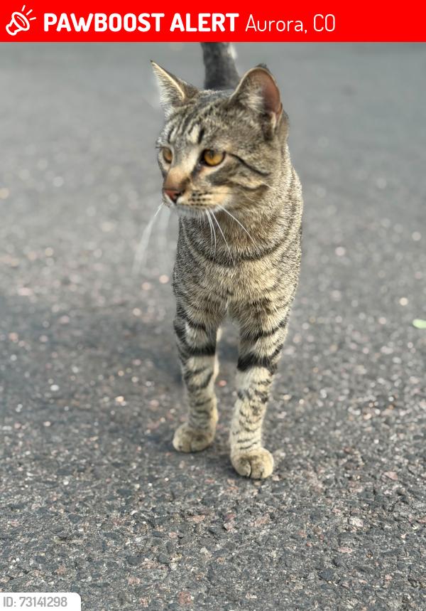 Lost Male Cat last seen Missisipi y Dayton, Aurora, CO 80247