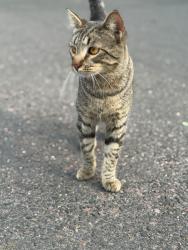 Lost Male Cat last seen Missisipi y Dayton, Aurora, CO 80247