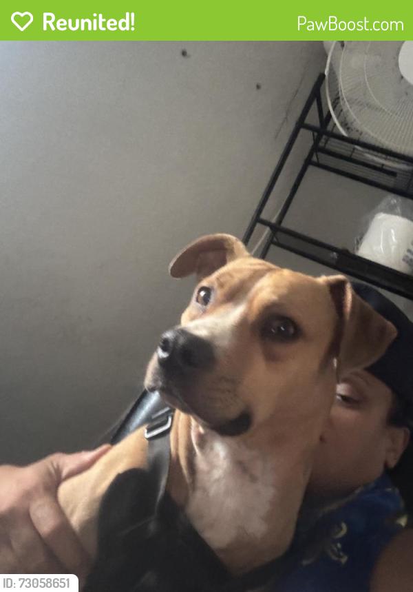 Reunited Male Dog last seen Champman & Harbor blvd, Garden Grove, CA 92842