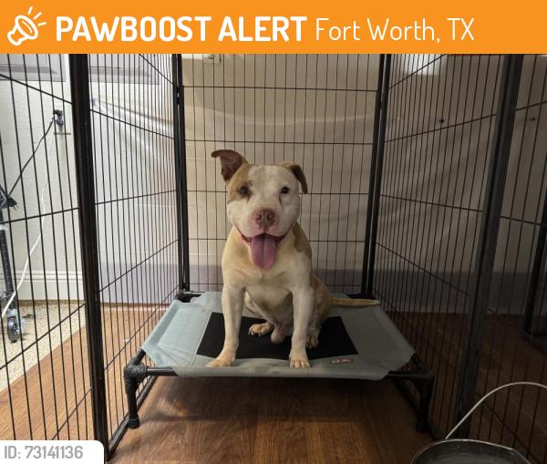 Found/Stray Male Dog last seen FM 156/Bonds Ranch Rd near Ft Worth North Animal Shelter, Fort Worth, TX 76131