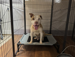 Found/Stray Male Dog last seen FM 156/Bonds Ranch Rd near Ft Worth North Animal Shelter, Fort Worth, TX 76131