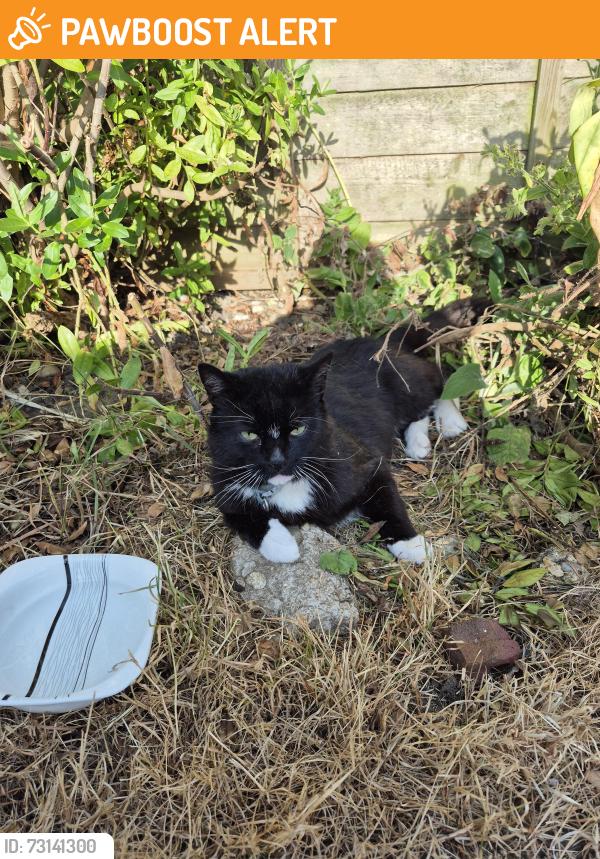 Found/Stray Male Cat last seen Garden of kent road lowestoft., Suffolk, England NR32 2HW