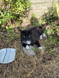 Found/Stray Male Cat last seen Garden of kent road lowestoft., Suffolk, England NR32 2HW