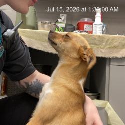 Shelter Stray Female Dog last seen Near, 2600 S Harding St, Indianapolis, IN 46221, USA