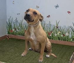 Shelter Stray Female Dog last seen , 38550 Sierra Hwy, Palmdale, CA 93550, USA