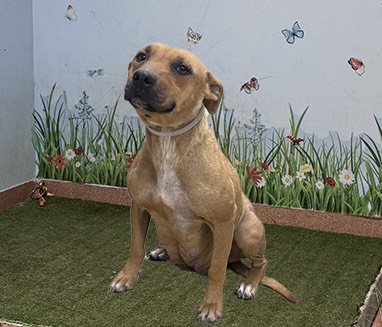 Shelter Stray Female Dog last seen , 38550 Sierra Hwy, Palmdale, CA 93550, USA
