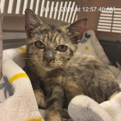 Shelter Stray Female Cat last seen Near, 2600 S Harding St, Indianapolis, IN 46221, USA