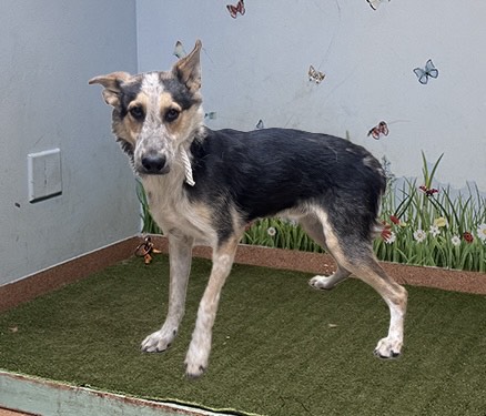 Shelter Stray Male Dog last seen , 38550 Sierra Hwy, Palmdale, CA 93550, USA