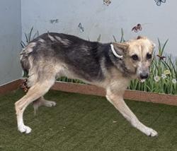 Shelter Stray Male Dog last seen , 38550 Sierra Hwy, Palmdale, CA 93550, USA