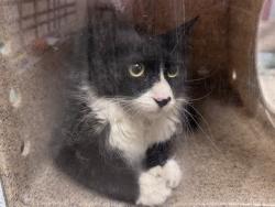 Shelter Stray Female Cat last seen , 38550 Sierra Hwy, Palmdale, CA 93550, USA
