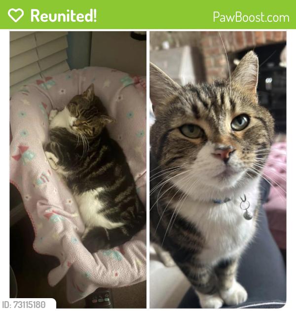 Reunited Male Cat last seen Rangeley Road, Walkley, Walkley, England 