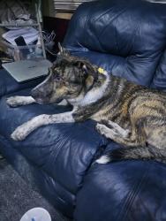 Reunited Male Dog last seen Crismon and university. Near 101st way, Mesa, AZ 85207