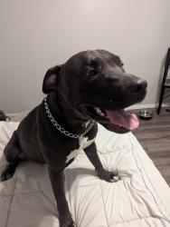 Lost Female Dog last seen Springdale Rd, Austin, TX 78723