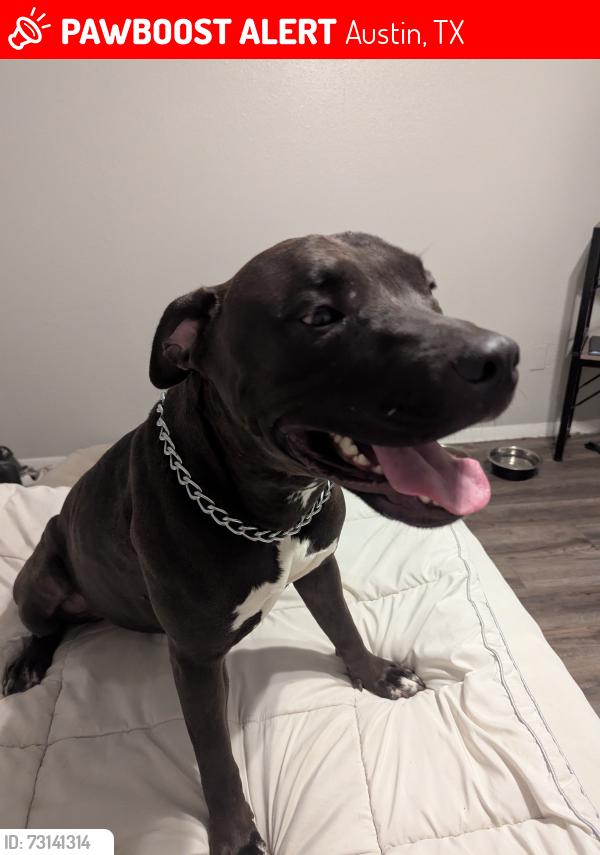 Lost Female Dog last seen Springdale Rd, Austin, TX 78723