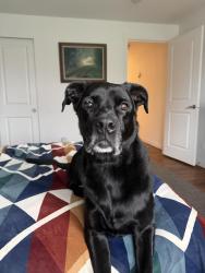 Reunited Male Dog last seen North 9th and Orchard stv, Tacoma, WA 98406