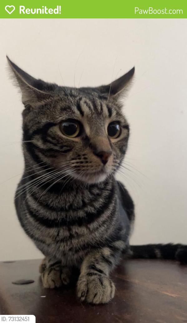 Reunited Male Cat last seen UB5 4HH, Greater London, England 