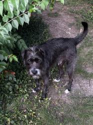 Found/Stray Male Dog last seen Crescent Hill Ln and Sunset Rd, just S of W 44th St. Next to Fitness Farm., Indianapolis, IN 46228
