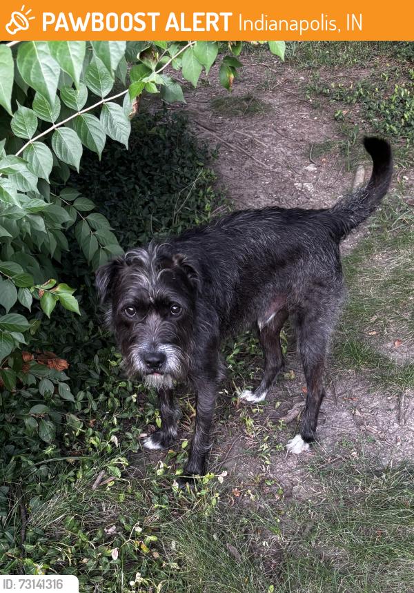 Found/Stray Male Dog last seen Crescent Hill Ln and Sunset Rd, just S of W 44th St. Next to Fitness Farm., Indianapolis, IN 46228