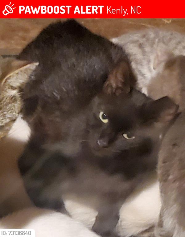 Lost Female Cat last seen Buckhorn area possibly headed to Shoeheel area, Kenly, NC 27542