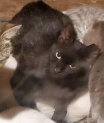 Lost Female Cat last seen Buckhorn area possibly headed to Shoeheel area, Kenly, NC 27542