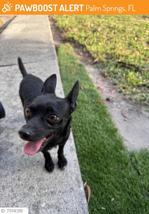 Found/Stray Male Dog last seen Palm spring, Palm Springs, FL 33406