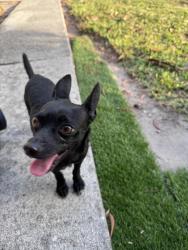 Found/Stray Male Dog last seen Palm spring, Palm Springs, FL 33406