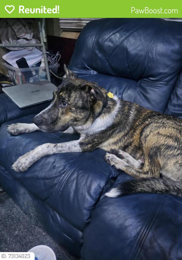 Reunited Male Dog last seen Crismon and university. Near 101st way, Mesa, AZ 85207