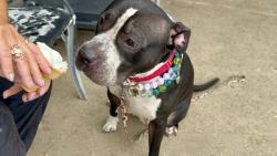Shelter Stray Female Dog last seen Near Broad Street, STATEN ISLAND, NY, 10304, 3139 Veterans Rd W, Staten Island, NY 10309, USA