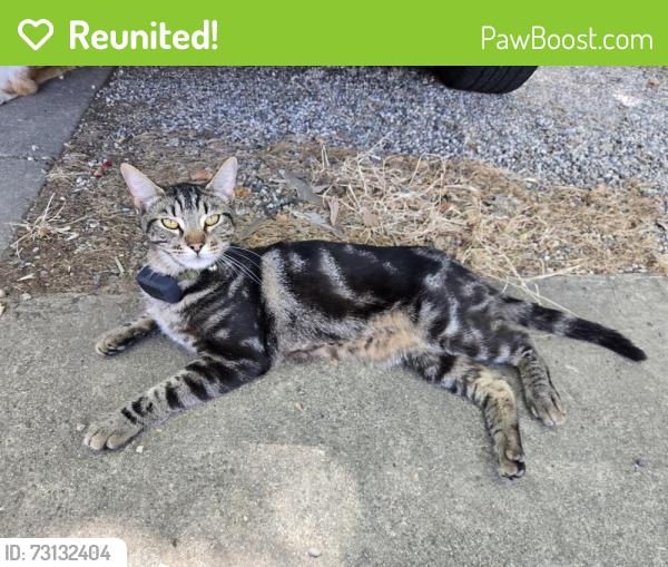 Reunited Male Cat last seen 4th Street, Sacramento, CA 95818