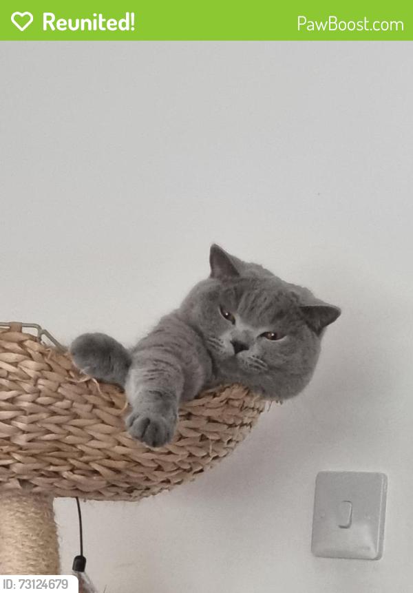 Reunited Male Cat last seen Near martin hunt drive, stanway, colchester, Colchester, Anglia 