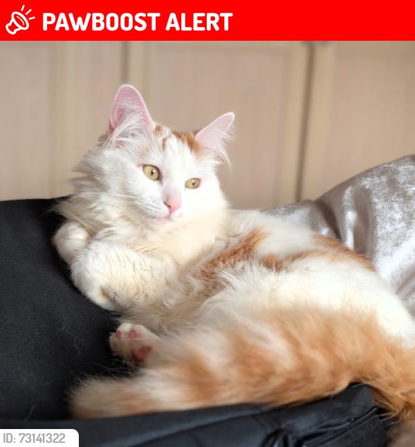 Lost Female Cat last seen Birmingham Road, Callowhill Road, Glebe Road, The Buckleys, Heron Close, Alvechurch, England B48 7PS