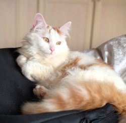 Lost Female Cat last seen Birmingham Road, Callowhill Road, Glebe Road, The Buckleys, Heron Close, Alvechurch, England B48 7PS