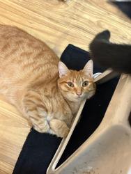 Lost Female Cat last seen 7/11 on caliente, Sunnyvale, CA 94085