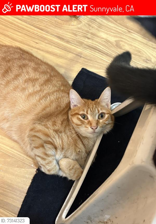 Lost Female Cat last seen 7/11 on caliente, Sunnyvale, CA 94085
