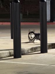 Found/Stray Unknown Dog last seen X st and East Blvd, Deer Park, TX 77536