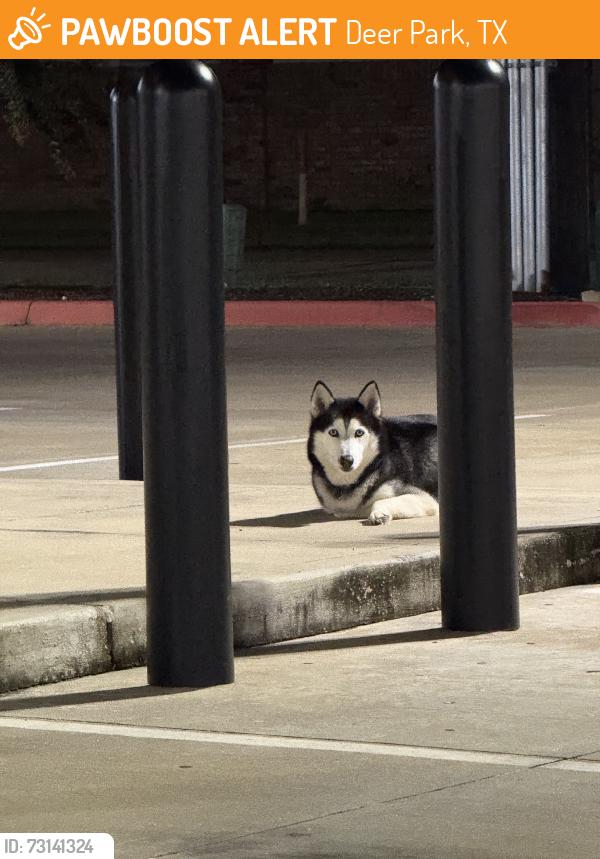 Found/Stray Unknown Dog last seen X st and East Blvd, Deer Park, TX 77536