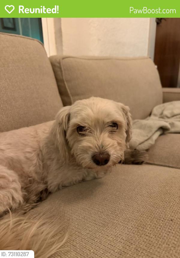 Reunited Female Dog last seen E 9th st and n santa rita, Tucson, AZ 85719