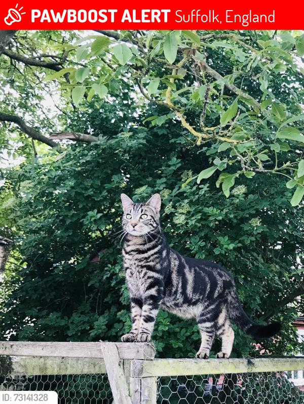Lost Male Cat last seen The Street, Lavenham Road, Suffolk, England 