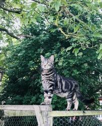 Lost Male Cat last seen The Street, Lavenham Road, Suffolk, England 
