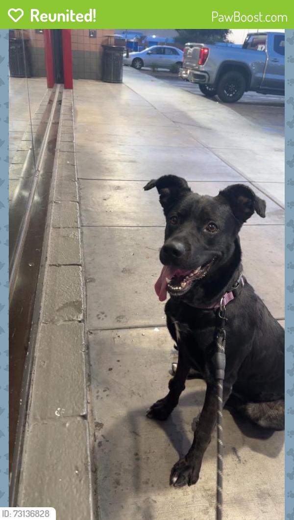 Reunited Female Dog last seen Near W Palmaire Ave, Glendale, AZ 85303, USA, Glendale, AZ 85303