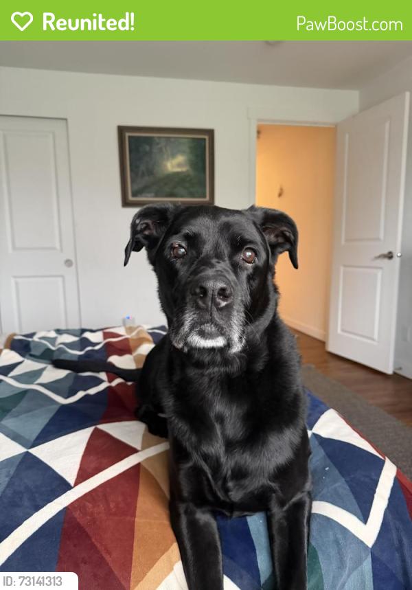 Reunited Male Dog last seen North 9th and Orchard stv, Tacoma, WA 98406