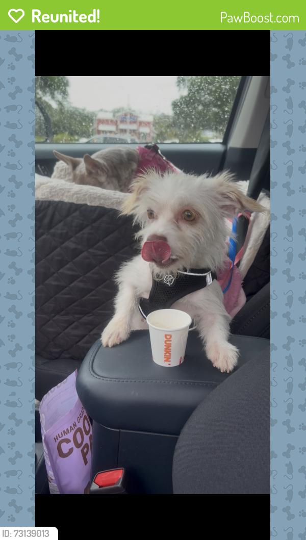 Reunited Female Dog last seen US1s Tractor Supply/Calle Madrid, St. Augustine, FL 32086