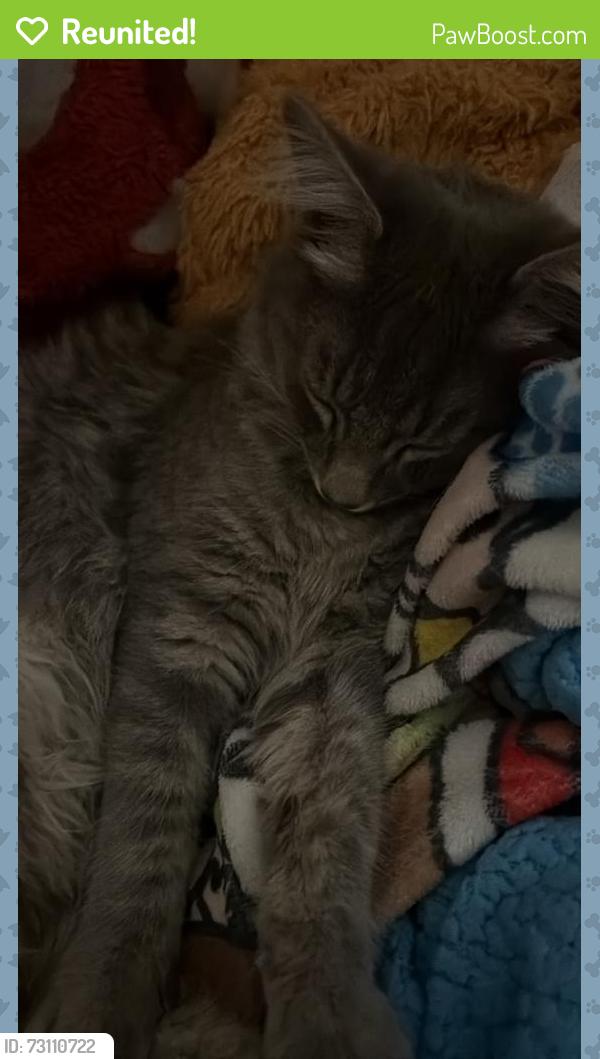 Reunited Unknown Cat last seen Olive and Sycamore Street, Anaheim, CA 92815