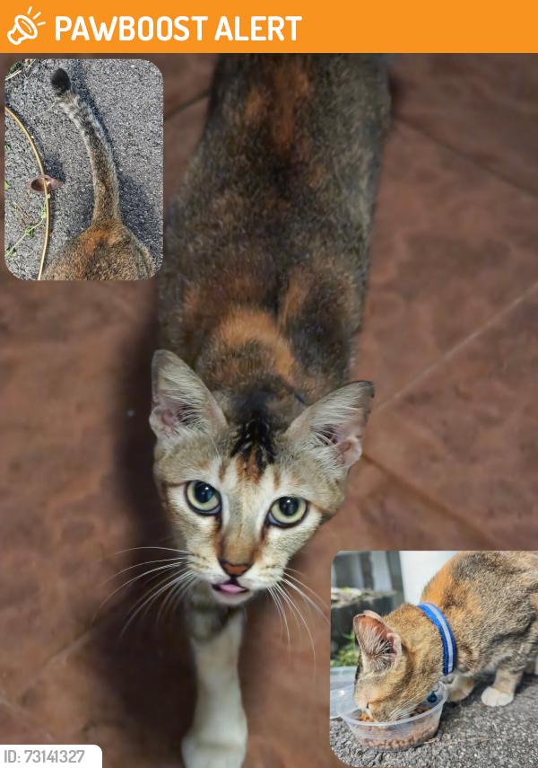 Found/Stray Female Cat last seen Le Masterpiece Art Studio, Petaling Jaya, Selangor 