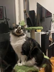 Reunited Male Cat last seen Barwon avenue - could be in erskine ave, Reservoir, VIC 3073
