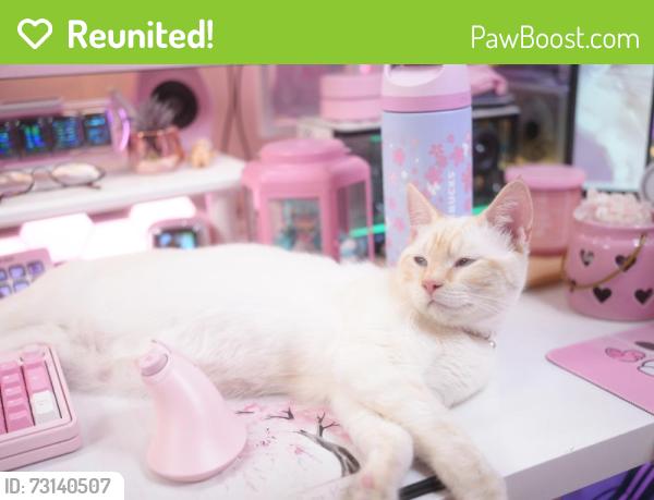 Reunited Male Cat last seen Pine Ln, Jamul, CA 91978, USA, Jamul, CA 91978
