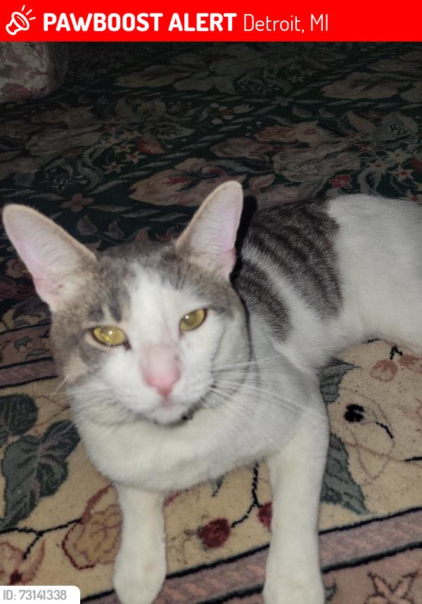 Lost Male Cat last seen Restoration Tower, Detroit, MI 48219